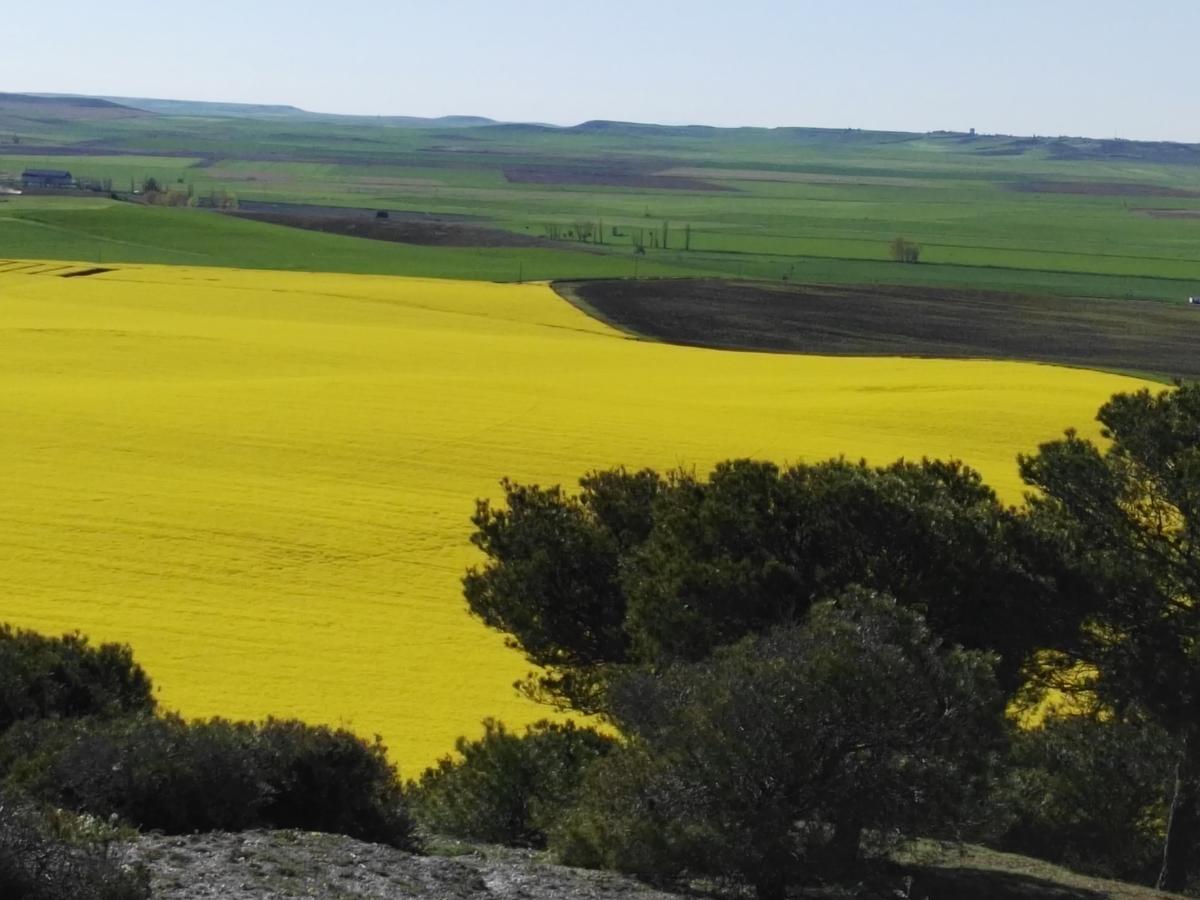 La Aldea Colorada Casa Rural Mota del Marqués Esterno foto