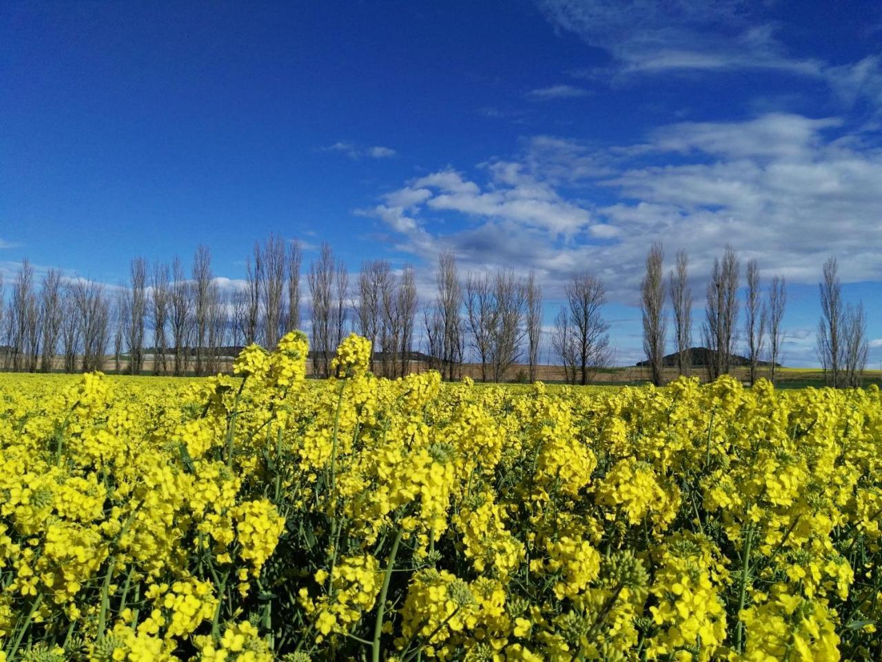 La Aldea Colorada Casa Rural Mota del Marqués Esterno foto